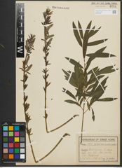 Foto von Salix purpurea L. x Salix viminalis L.